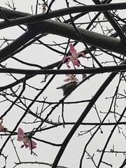 Aethopyga christinae