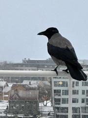 Corvus cornix