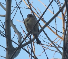 Passer domesticus