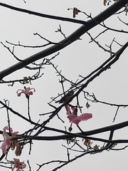 Aethopyga christinae