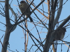 Passer domesticus