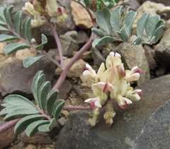 Astragalus chamaeleuce