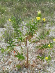 Oenothera stucchii