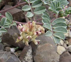 Astragalus chamaeleuce