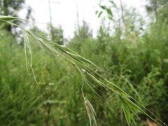 Microlaena stipoides
