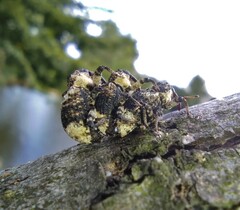 Cryptorhynchus lapathi