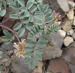 Astragalus chamaeleuce