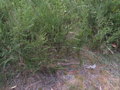 Microlaena stipoides