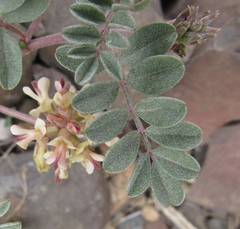 Astragalus chamaeleuce
