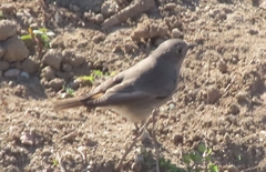 Phoenicurus ochruros