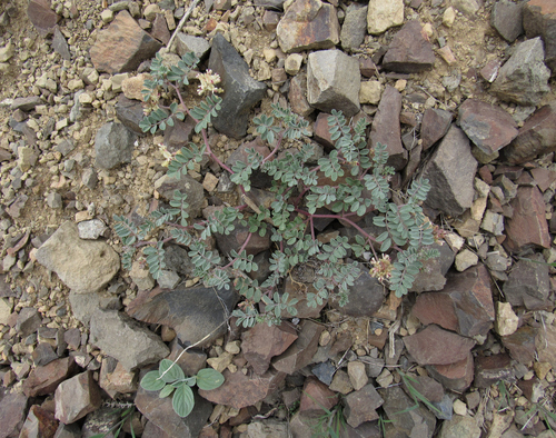 Image of Challis Milkvetch by (c) Wendy McCrady, some rights reserved (CC BY)