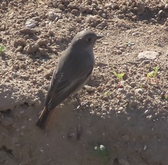 Phoenicurus ochruros