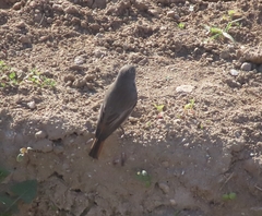 Phoenicurus ochruros