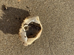 Metacarcinus anthonyi