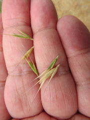 Microlaena stipoides