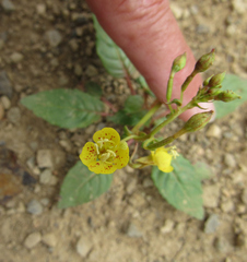 Chylismia scapoidea
