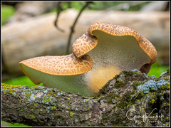 Polyporus decurrens