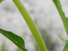 Oenothera stucchii