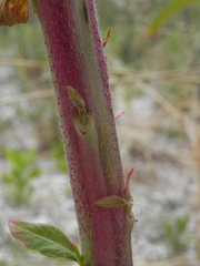 Oenothera stucchii