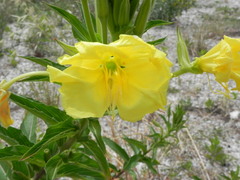 Oenothera stucchii
