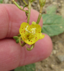 Chylismia scapoidea