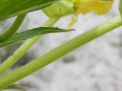 Oenothera stucchii