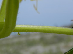 Oenothera stucchii
