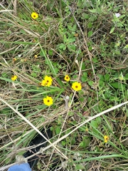 Coreopsis leavenworthii