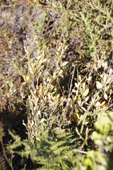 Montinia caryophyllacea