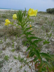 Oenothera stucchii