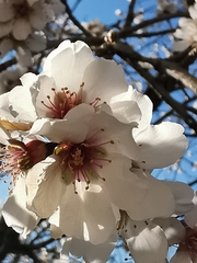Prunus amygdalus