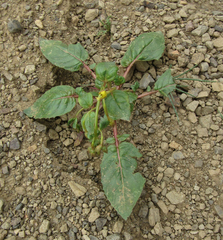Chylismia scapoidea