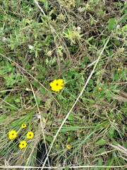 Coreopsis leavenworthii