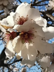 Prunus amygdalus