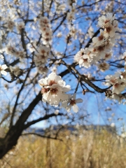 Prunus amygdalus
