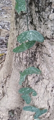 Passiflora biflora