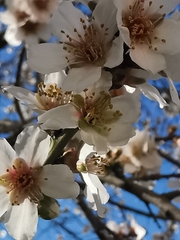 Prunus amygdalus