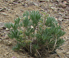 Lupinus sericeus