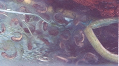 Ambystoma mexicanum
