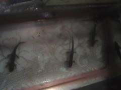 Ambystoma mexicanum