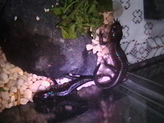 Ambystoma mexicanum