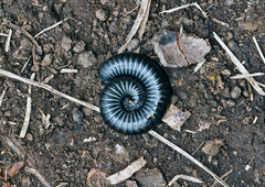 Ommatoiulus rutilans