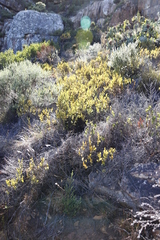 Montinia caryophyllacea