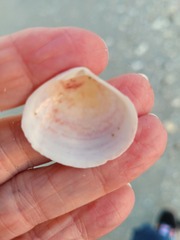 Semele proficua