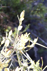 Montinia caryophyllacea