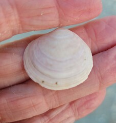 Semele proficua