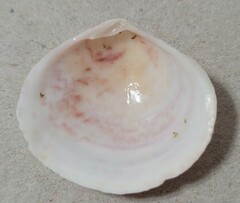 Semele proficua