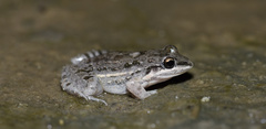 Leptodactylus latinasus