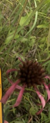 Echinacea laevigata