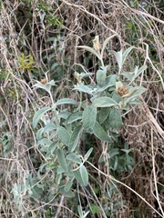 Buddleja aromatica